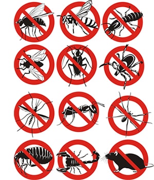 obtener un precio de una empresa de exterminio que puede eliminar las avispas de su hogar o negocio en Pennsylvania y ayudarle a prevenir futuras infestaciones
